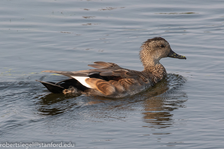 emily renzel wetlands